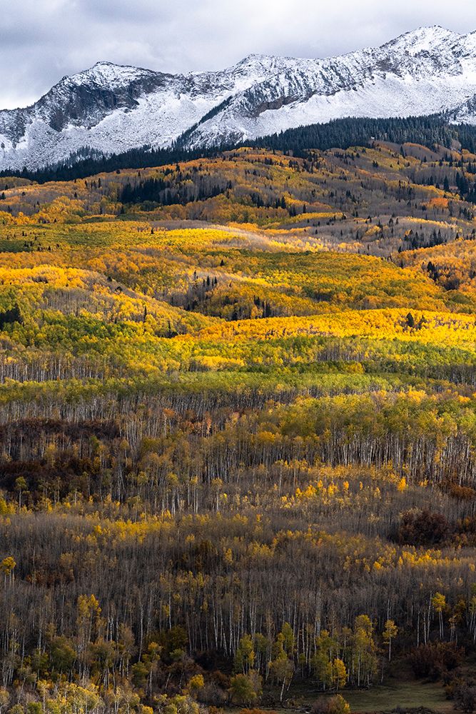 USA-Colorado. Light dappled Aspen forests-Kebler Pass-Gunnison National Forest art print by Judith Zimmerman for $57.95 CAD