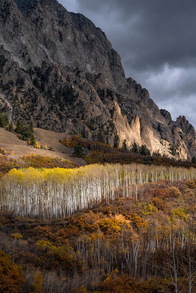 USA-Colorado. Light dappled Aspen forests-Kebler Pass-Gunnison National Forest art print by Judith Zimmerman for $57.95 CAD