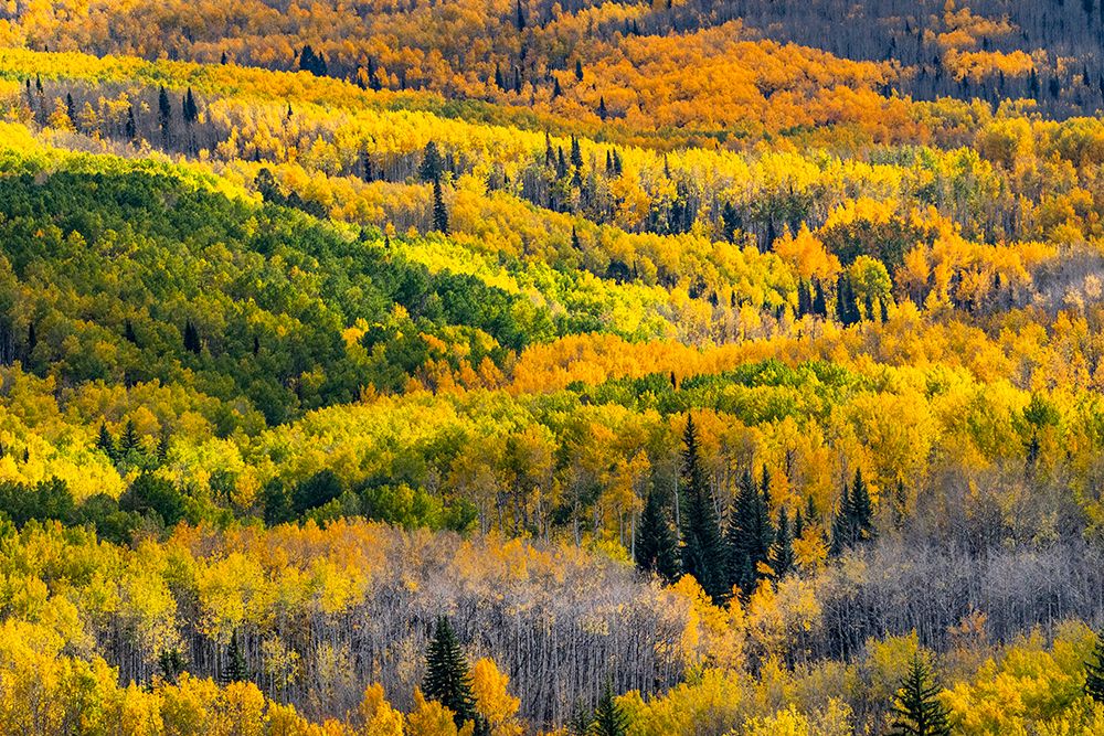 USA-Colorado. Light dappled Aspen forests-Kebler Pass-Gunnison National Forest art print by Judith Zimmerman for $57.95 CAD