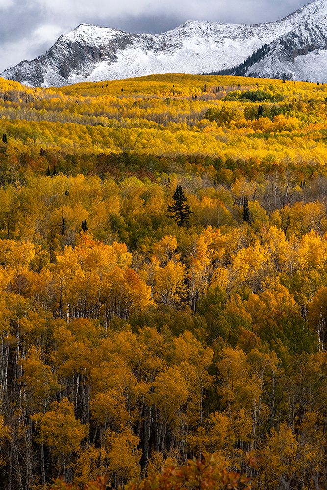 USA-Colorado. Light dappled Aspen forests-Kebler Pass-Gunnison National Forest art print by Judith Zimmerman for $57.95 CAD