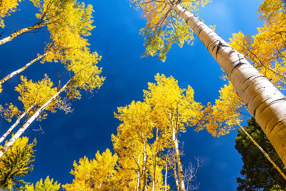 Aspens in autumn art print by Mallorie Ostrowitz for $57.95 CAD