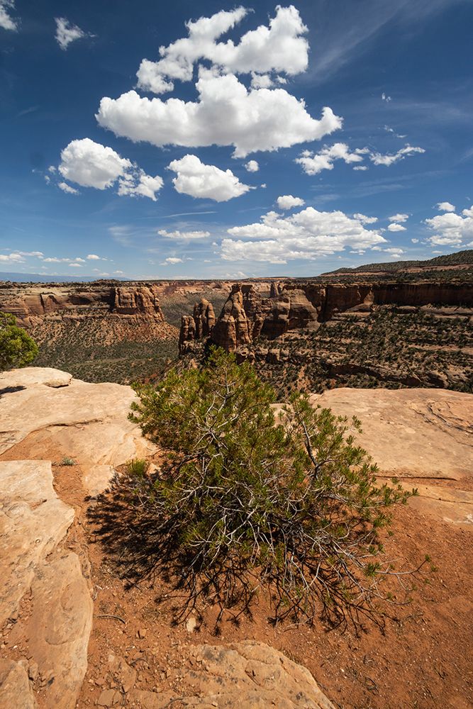 Pinyon pine. Canyon Rim Trail, Colorado National Monument, Colorado, USA. art print by Roddy Scheer for $57.95 CAD