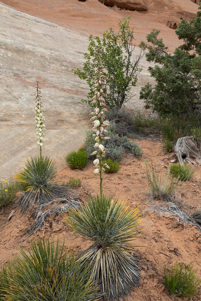 Narrowleaf yucca, Alcove Nature Trail, Colorado National Monument, Colorado, USA. art print by Roddy Scheer for $57.95 CAD