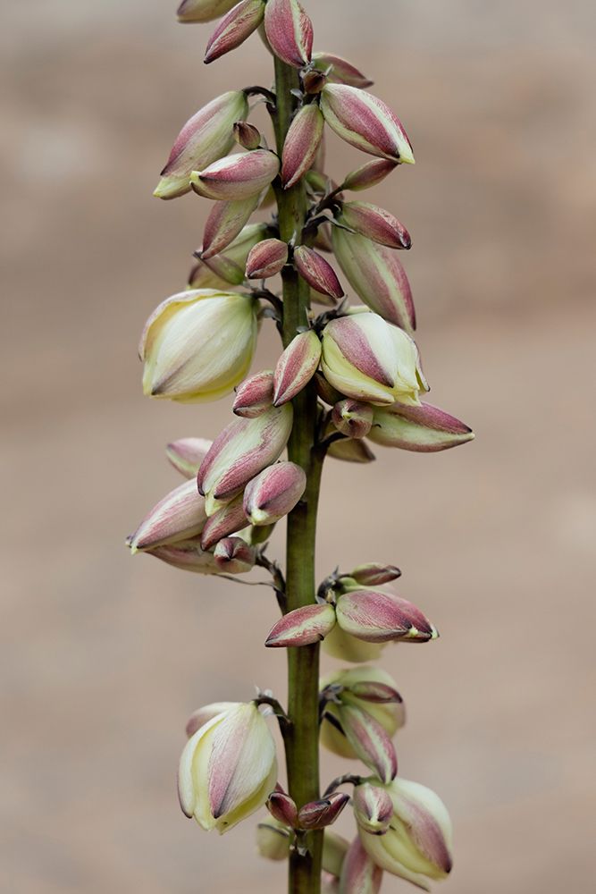 Narrowleaf yucca, Alcove Nature Trail, Colorado National Monument, Colorado, USA. art print by Roddy Scheer for $57.95 CAD