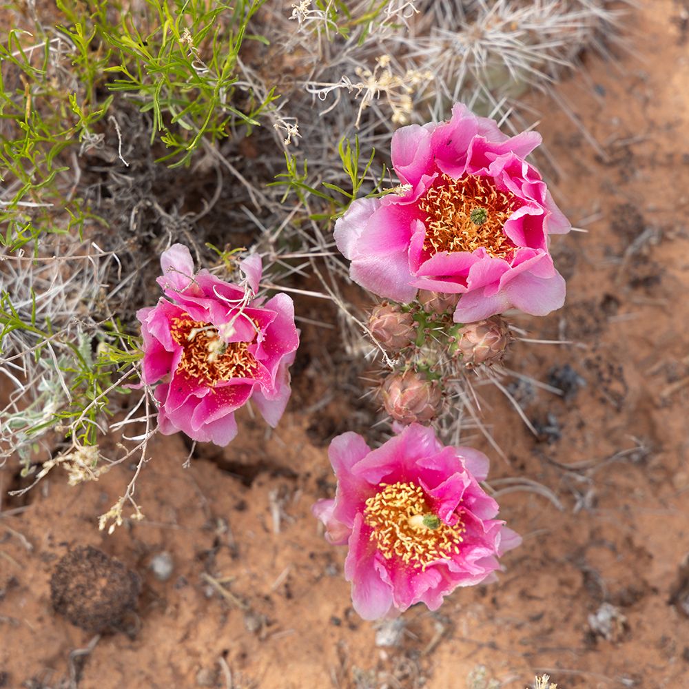 Starvation prickly pear cactus, Alcove Nature Trail, Colorado National Monument, Colorado, USA. art print by Roddy Scheer for $57.95 CAD