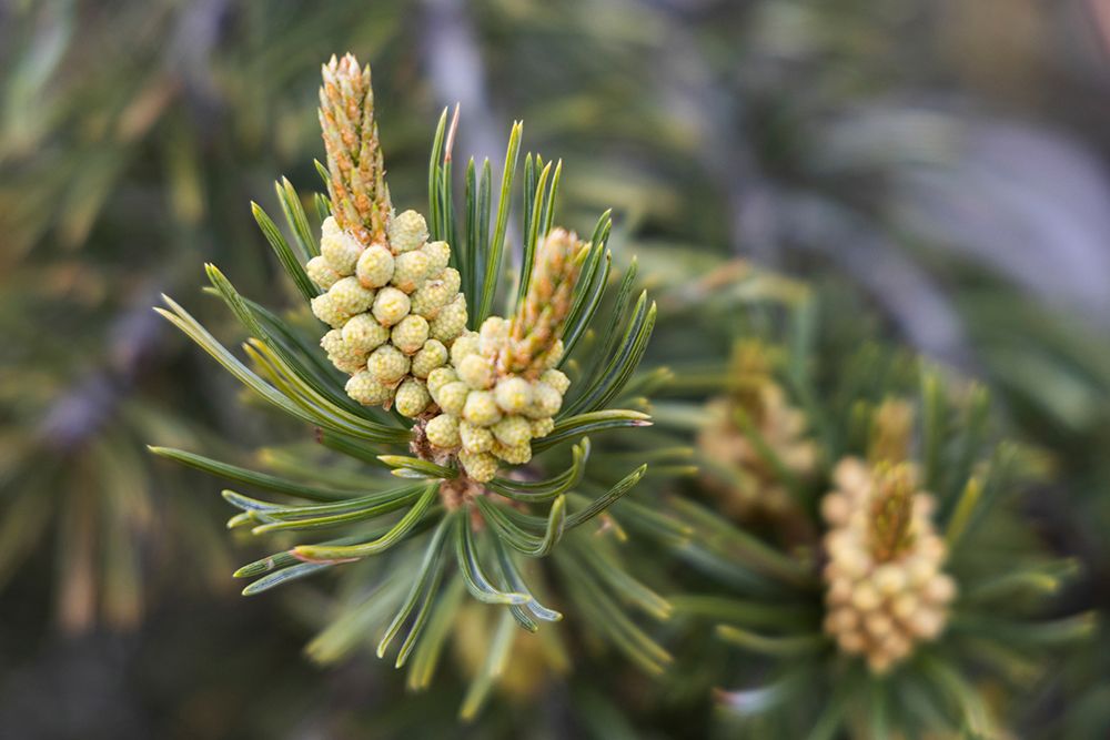 Pinyon pine, Alcove Nature Trail, Colorado National Monument, Colorado, USA. art print by Roddy Scheer for $57.95 CAD