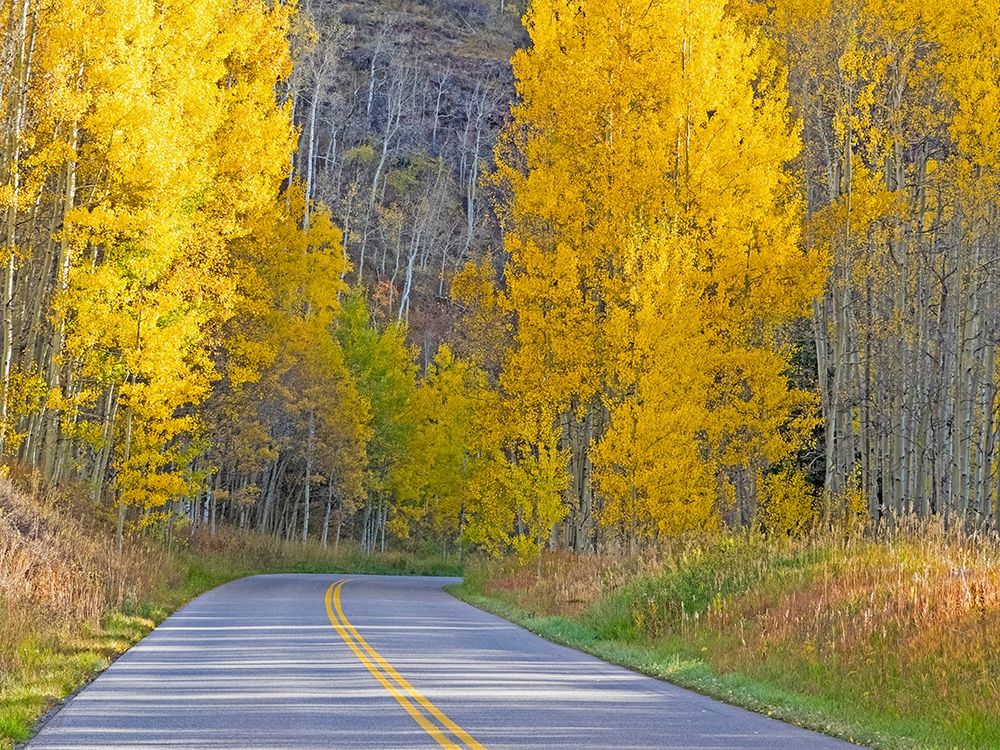 Colorado-Aspen-curved roadway near township of Aspen in fall colors art print by Sylvia Gulin for $57.95 CAD
