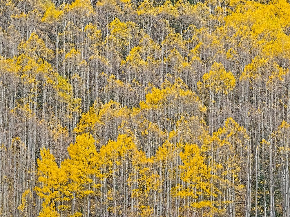Colorado-Aspens on hillside near township of Aspen in fall colors art print by Sylvia Gulin for $57.95 CAD