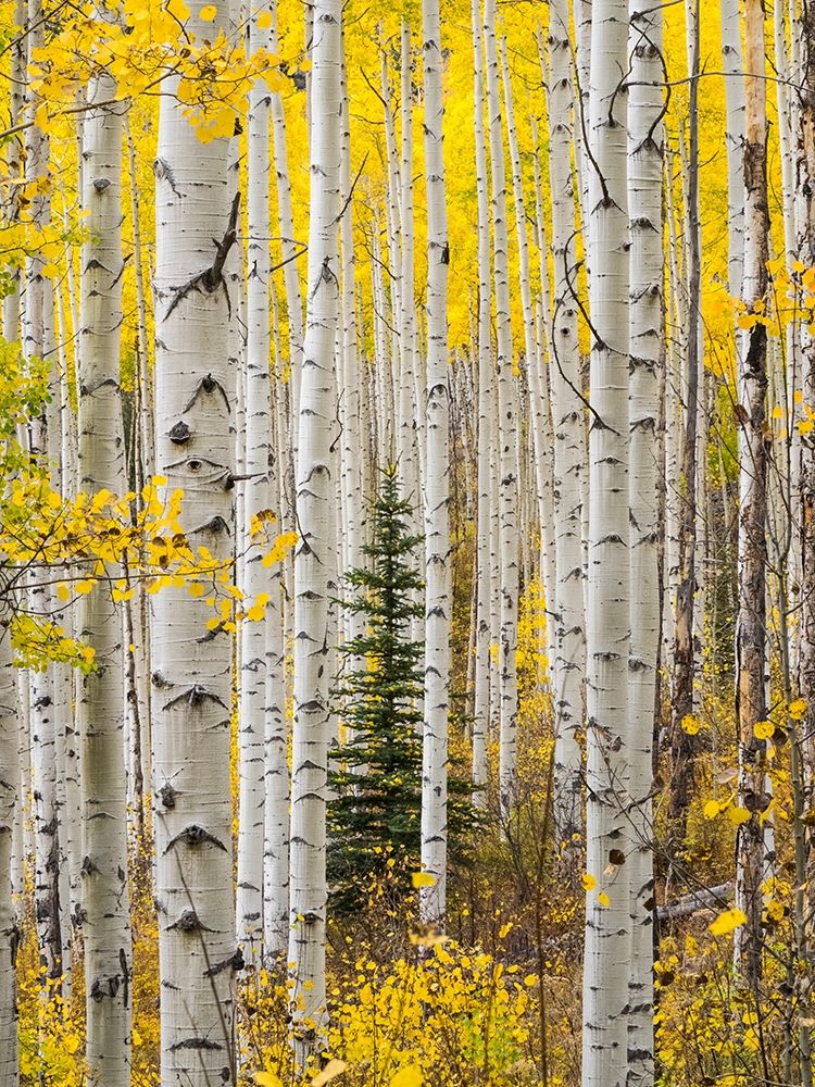 Colorado-Keebler Pass Autumn colors in grove of Aspens with lone evergreen art print by Sylvia Gulin for $57.95 CAD
