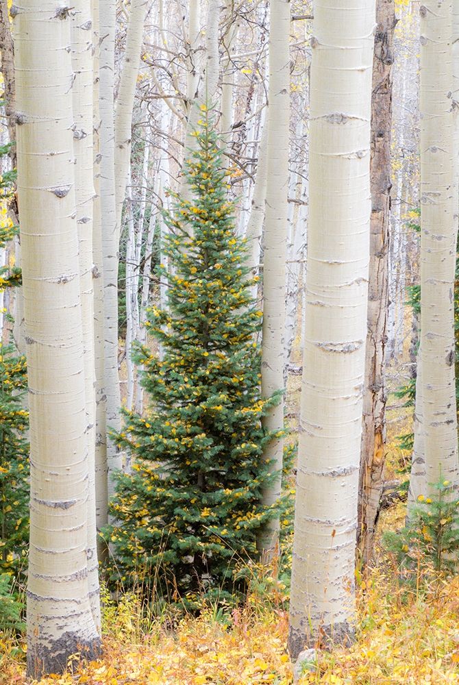 Colorado-Keebler Pass Autumn colors in grove of Aspens with lone evergreen art print by Sylvia Gulin for $57.95 CAD