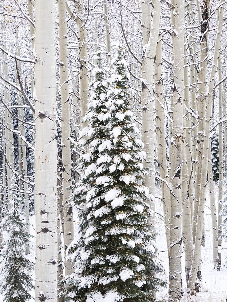 Colorado-Keebler Pass-fresh snow on Aspens and Evergreen trees art print by Sylvia Gulin for $57.95 CAD