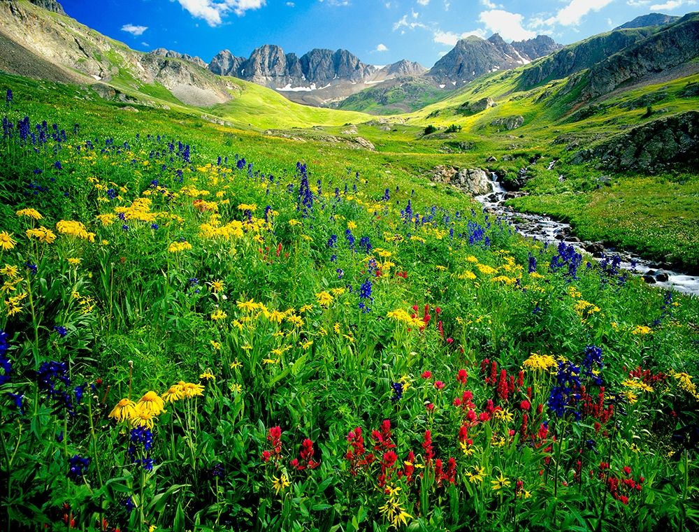 Spring is graced with American Basin wildflowers in the Colorado Rocky Mountains art print by Steve Mohlenkamp for $57.95 CAD