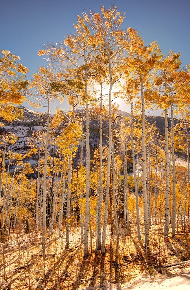 Sunrise through snow covered Aspen trees in the Colorado Rocky Mountains art print by Steve Mohlenkamp for $57.95 CAD