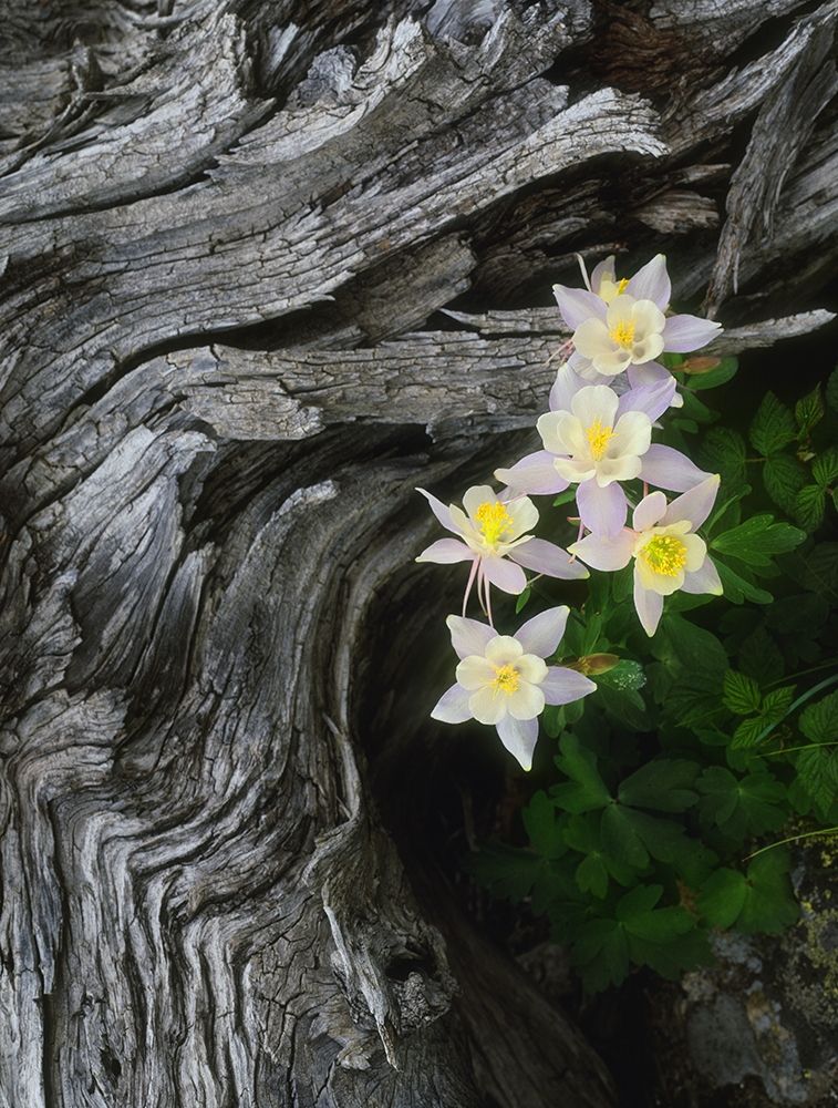 The state flower of Colorado-the columbine-blooms all summer in the Rocky Mountains art print by Steve Mohlenkamp for $57.95 CAD