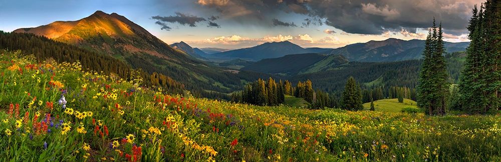 Colorado-Crested Butte-wildflowers art print by Steve Mohlenkamp for $57.95 CAD