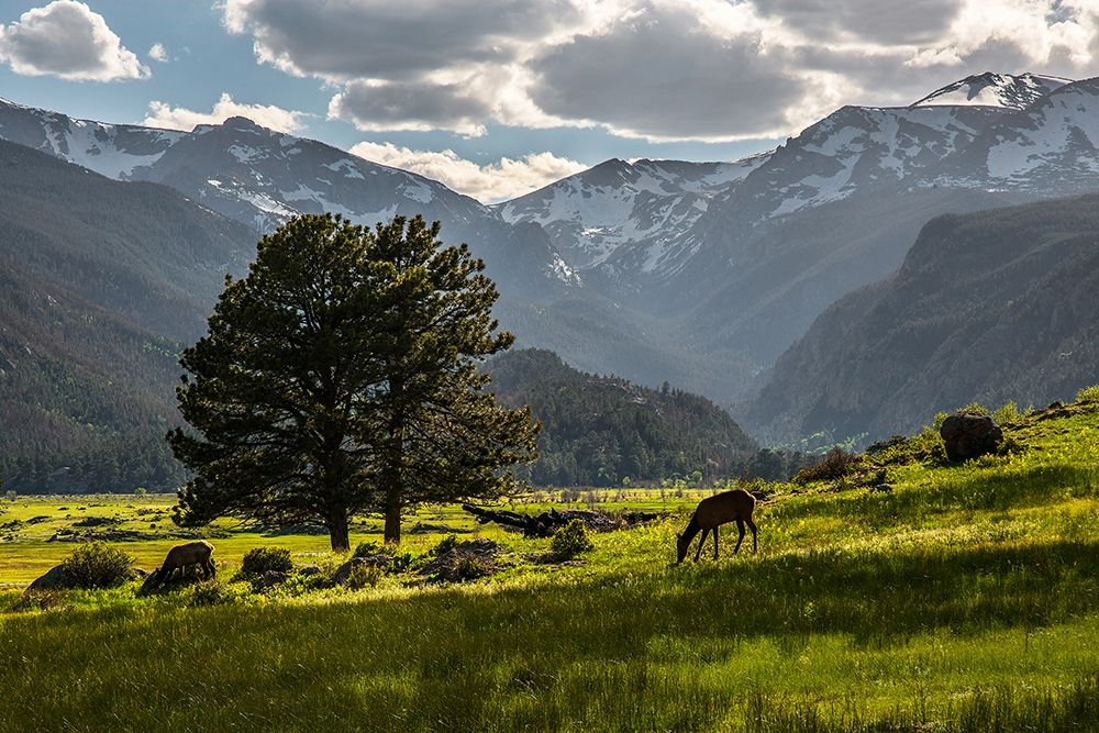 A lone deer grazes in the security of Rocky Mountain National Park in the Colorado Rocky Mountains art print by Steve Mohlenkamp for $57.95 CAD