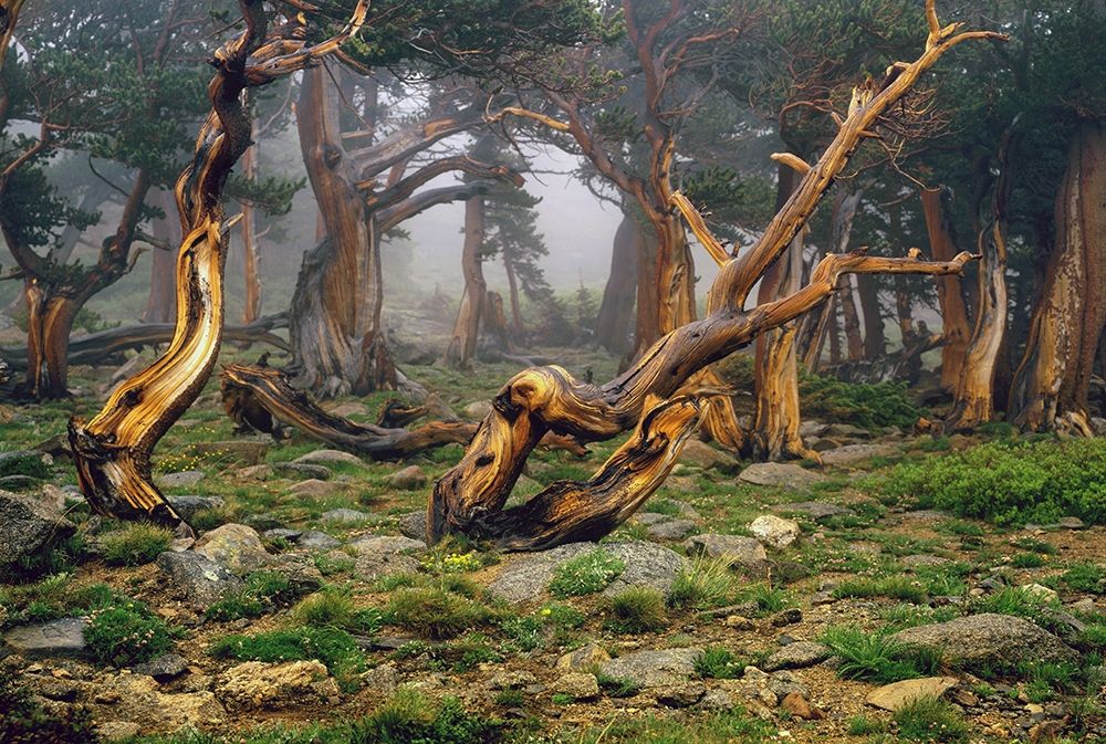 Misty morning bristlecone pines on mount Evans in the Colorado Rocky Mountains art print by Steve Mohlenkamp for $57.95 CAD