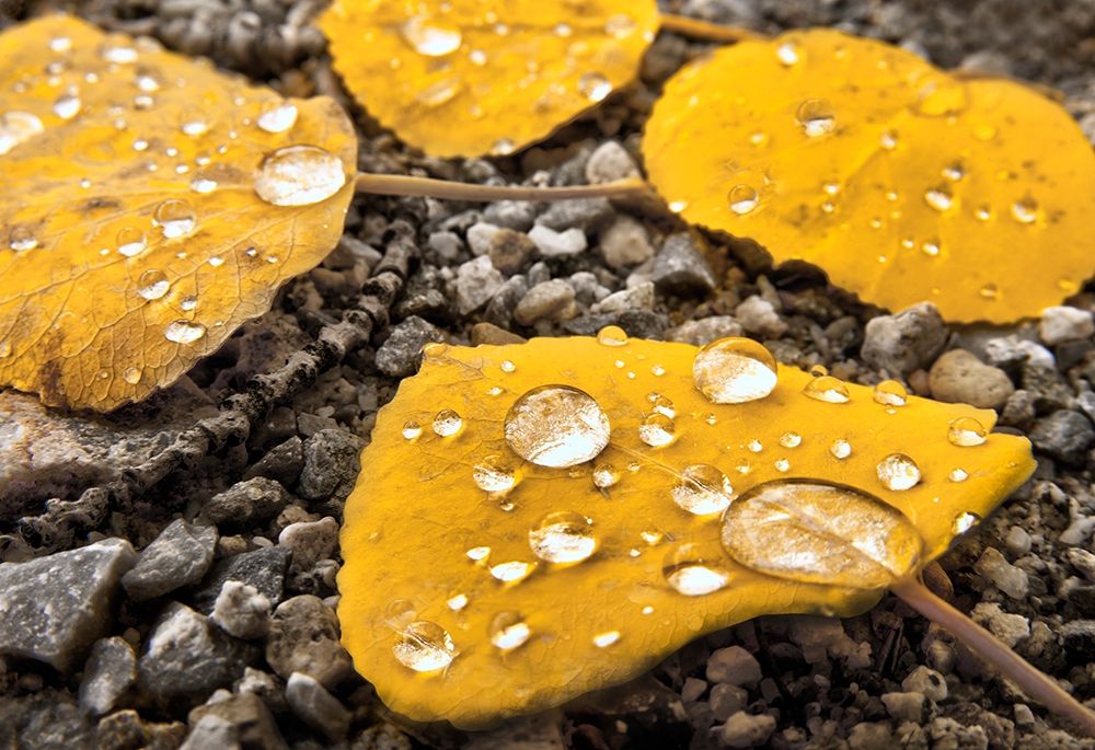 Aspen leaves with morning water droplets in the Colorado Rocky Mountains art print by Steve Mohlenkamp for $57.95 CAD