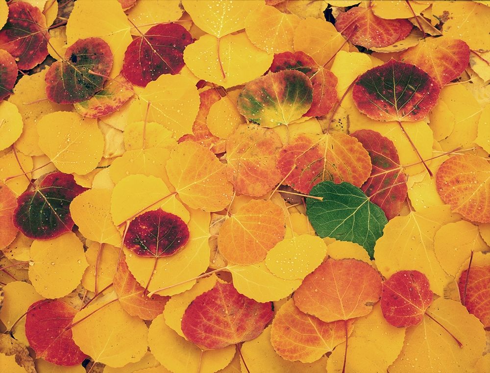 fallen Aspen leaves carpet the ground in the Colorado Rocky Mountains art print by Steve Mohlenkamp for $57.95 CAD
