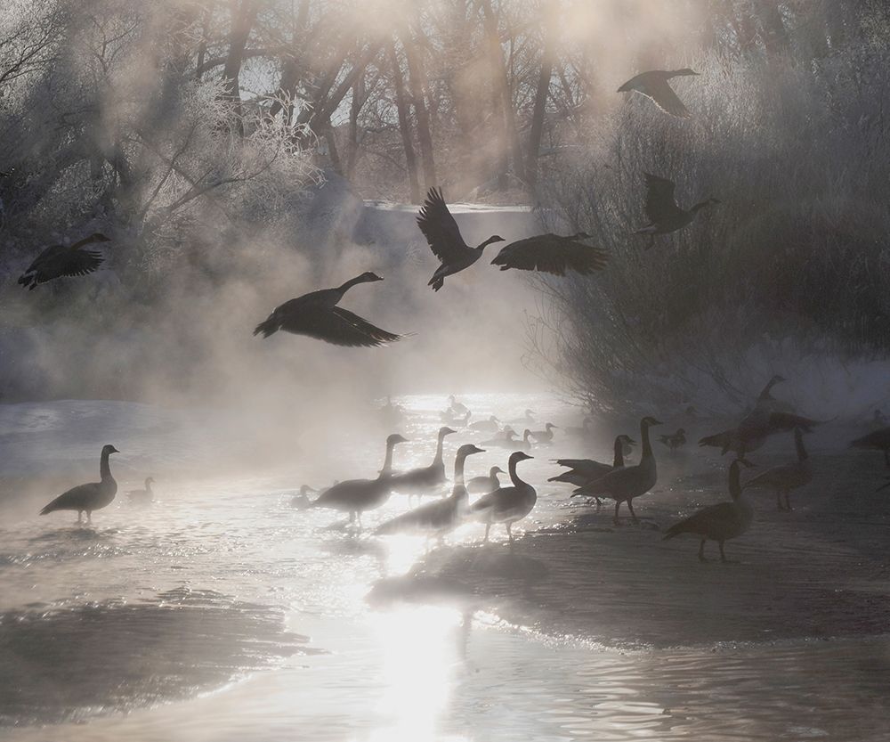 Geese in the mist in Colorados Rocky Mountains art print by Steve Mohlenkamp for $57.95 CAD