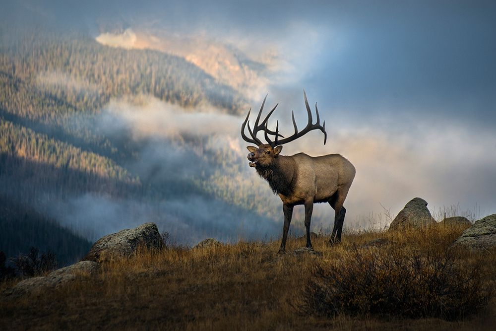 Bugling elk with a Colorado Rocky Mountain misty morning backdrop art print by Steve Mohlenkamp for $57.95 CAD