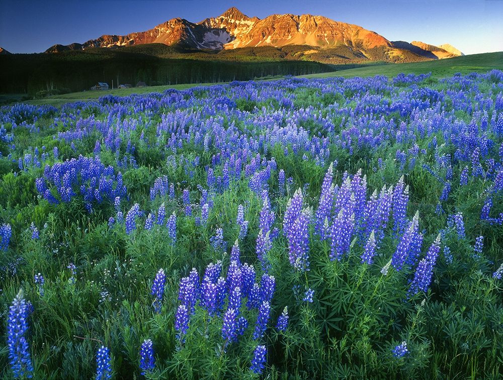 Wilson Peak near Telluride in the Colorado Rocky Mountains art print by Steve Mohlenkamp for $57.95 CAD