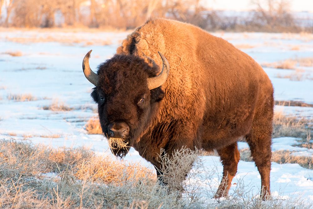 USA, Colorado, Denver. Bison grazing edge of auto tour road Rocky Mountain Arsenal NWR. art print by Trish Drury for $57.95 CAD