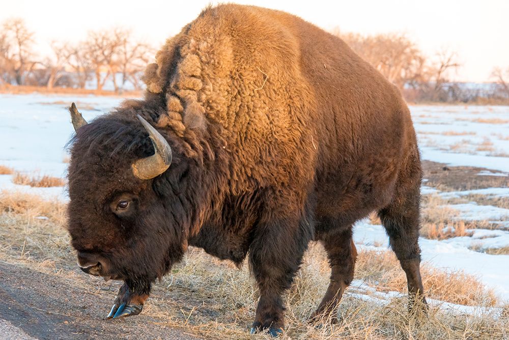 USA, Colorado, Denver. Bison grazing edge of auto tour road Rocky Mountain Arsenal NWR. art print by Trish Drury for $57.95 CAD