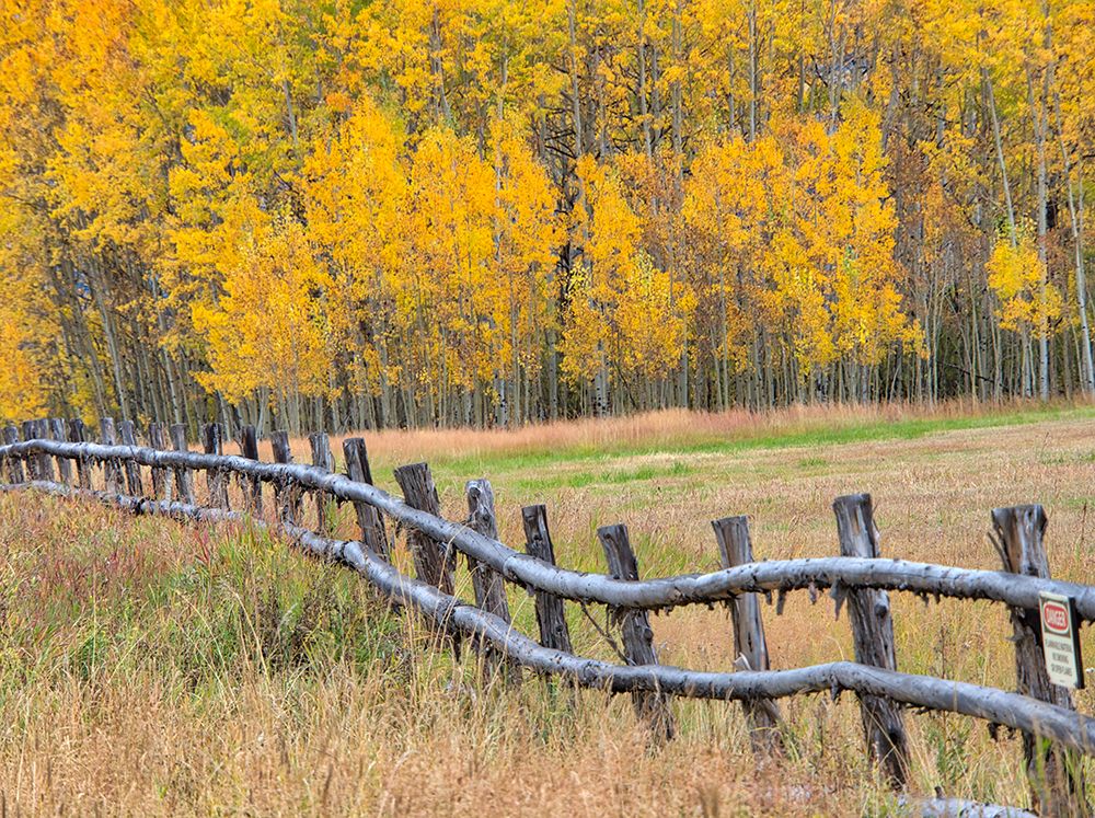 USA-Colorado-Aspen Fenceline with autumn Aspens art print by Terry Eggers for $57.95 CAD