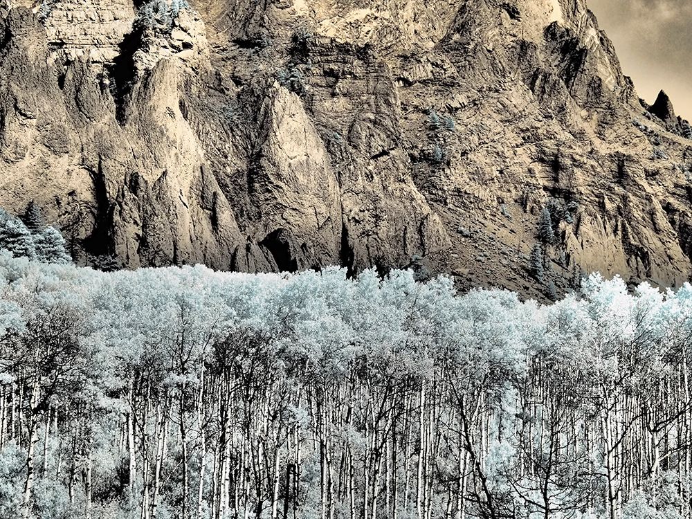 USA-Colorado Infrared of Aspens against rock wall art print by Terry Eggers for $57.95 CAD
