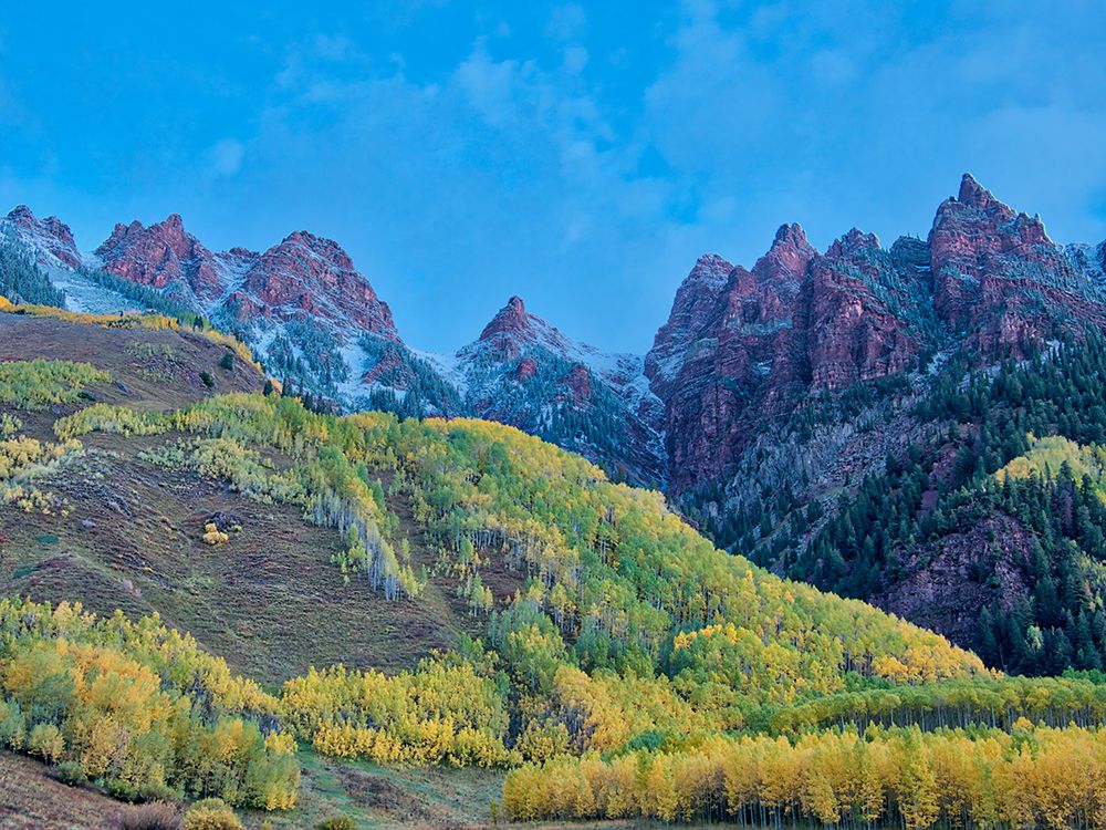 USA-Colorado-Aspen Maroon Bells-snow-covered Aspens and firs art print by Terry Eggers for $57.95 CAD