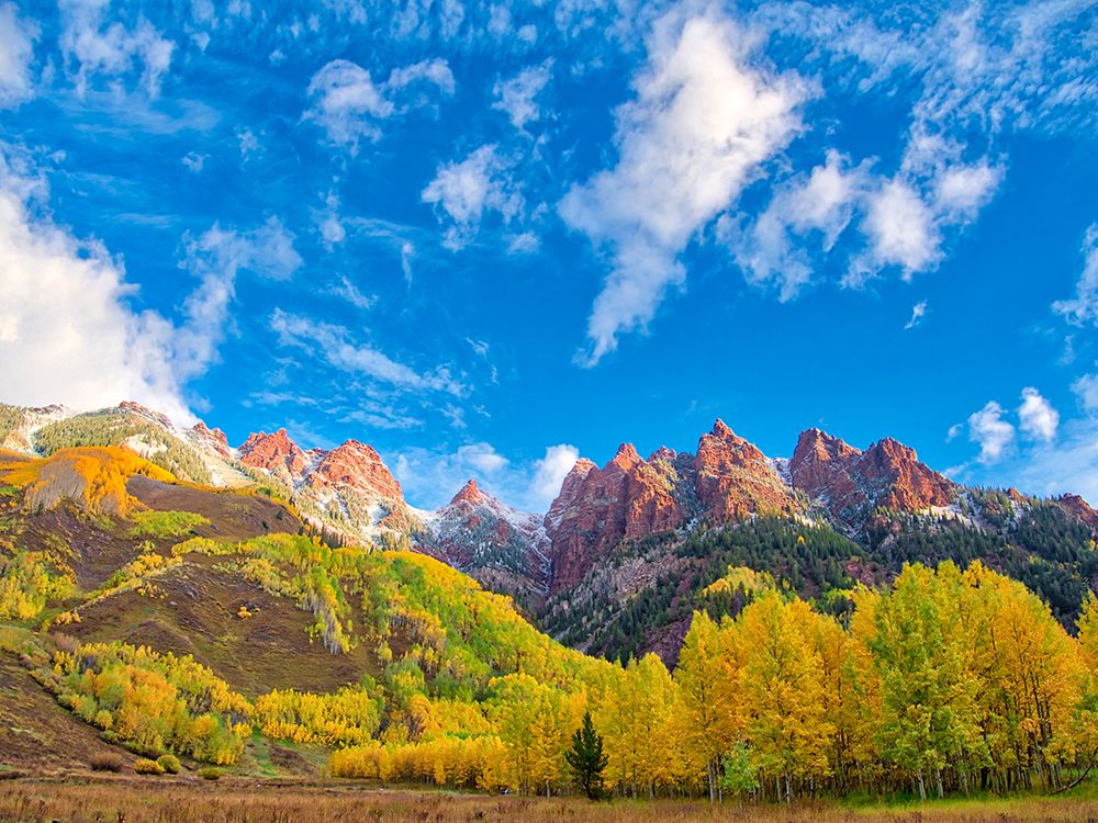 USA-Colorado-Aspen Maroon Bells-snow-covered Aspens and firs art print by Terry Eggers for $57.95 CAD