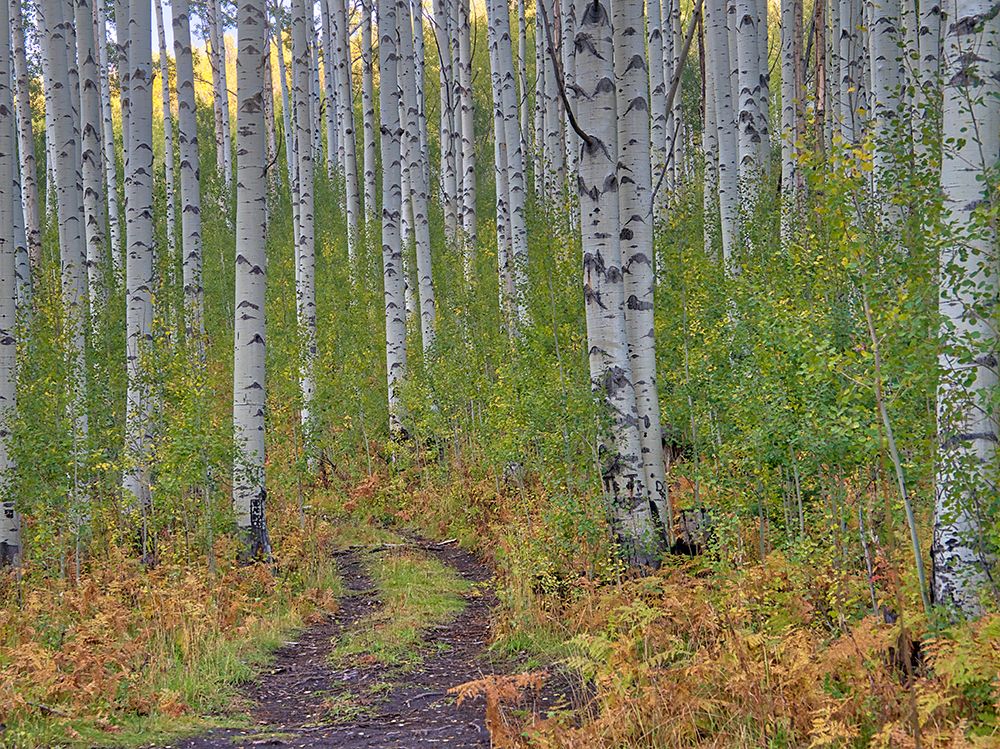 USA-Colorado-Aspen Backroad and Aspens art print by Terry Eggers for $57.95 CAD
