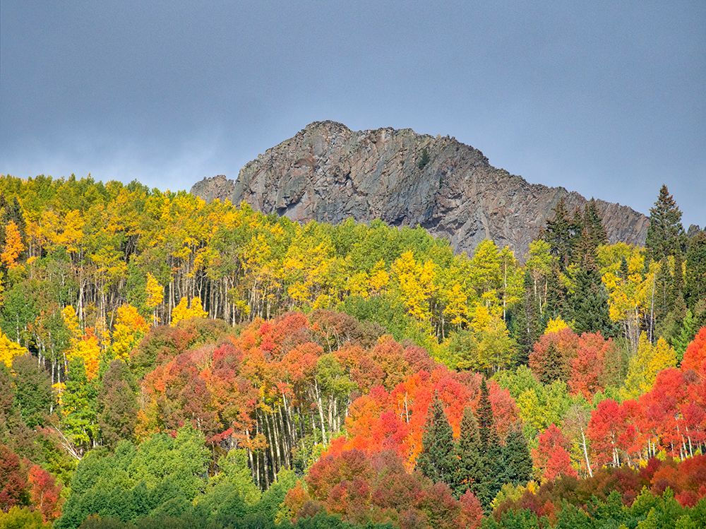 USA-Colorado-Kebler Pass Bright color of autumn on Kebler Pass art print by Terry Eggers for $57.95 CAD