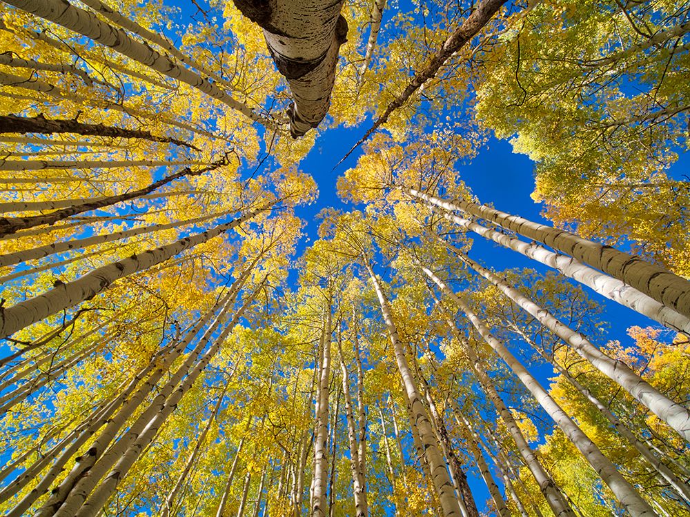 USA-Colorado-Kebler Pass Aspen forest in fall color as seen from the forest floor, art print by Terry Eggers for $57.95 CAD