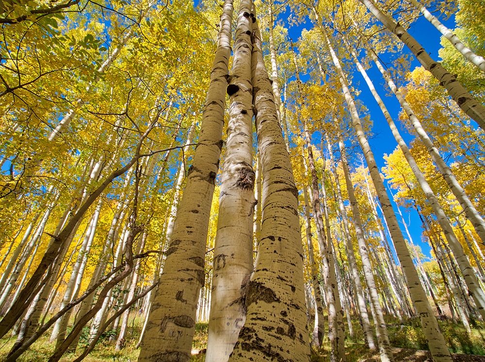 USA-Colorado-Kebler Pass Aspen forest in fall color as seen from the forest floor, art print by Terry Eggers for $57.95 CAD