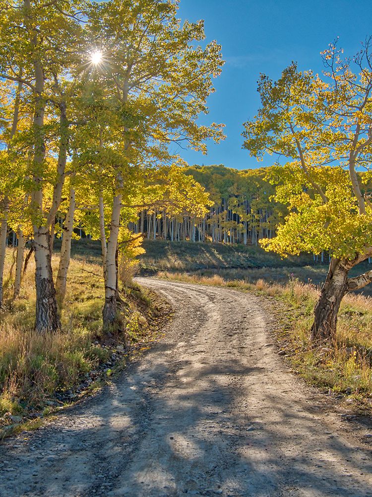 USA-Colorado-Quray Last Dollar Road with sun peaking through Aspen tree art print by Terry Eggers for $57.95 CAD