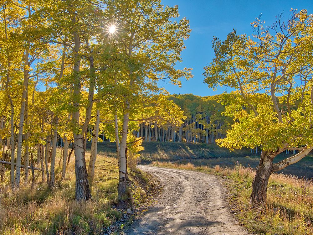 USA-Colorado-Quray Last Dollar Road with sun peaking through Aspen tree art print by Terry Eggers for $57.95 CAD