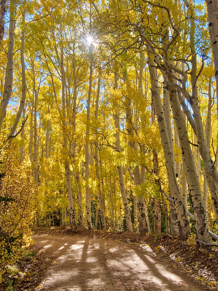 USA-Colorado-Quray Last Dollar Road with sun peaking through Aspen tree art print by Terry Eggers for $57.95 CAD