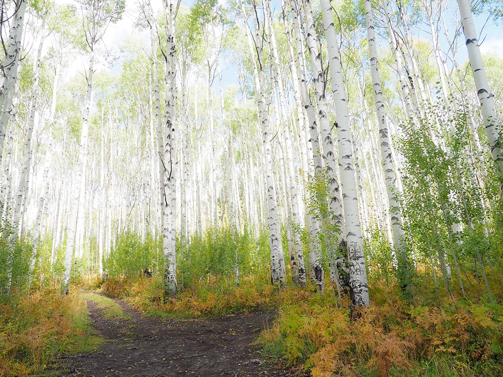 USA-Colorado-Aspen Backroad and Aspens art print by Terry Eggers for $57.95 CAD