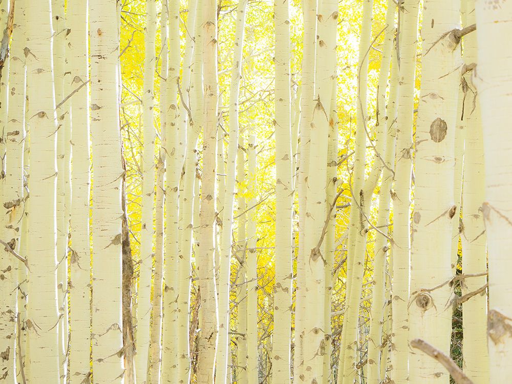 USA-Colorado-Kebler Pass art print by Terry Eggers for $57.95 CAD
