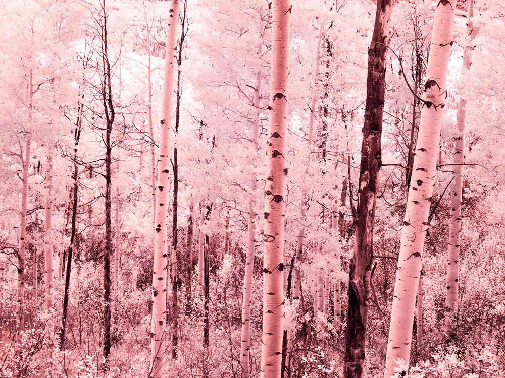 USA-Colorado Infrared of autumn Aspens art print by Terry Eggers for $57.95 CAD