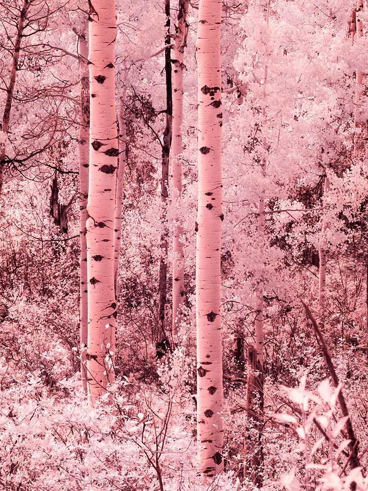 USA-Colorado Infrared of autumn Aspens art print by Terry Eggers for $57.95 CAD
