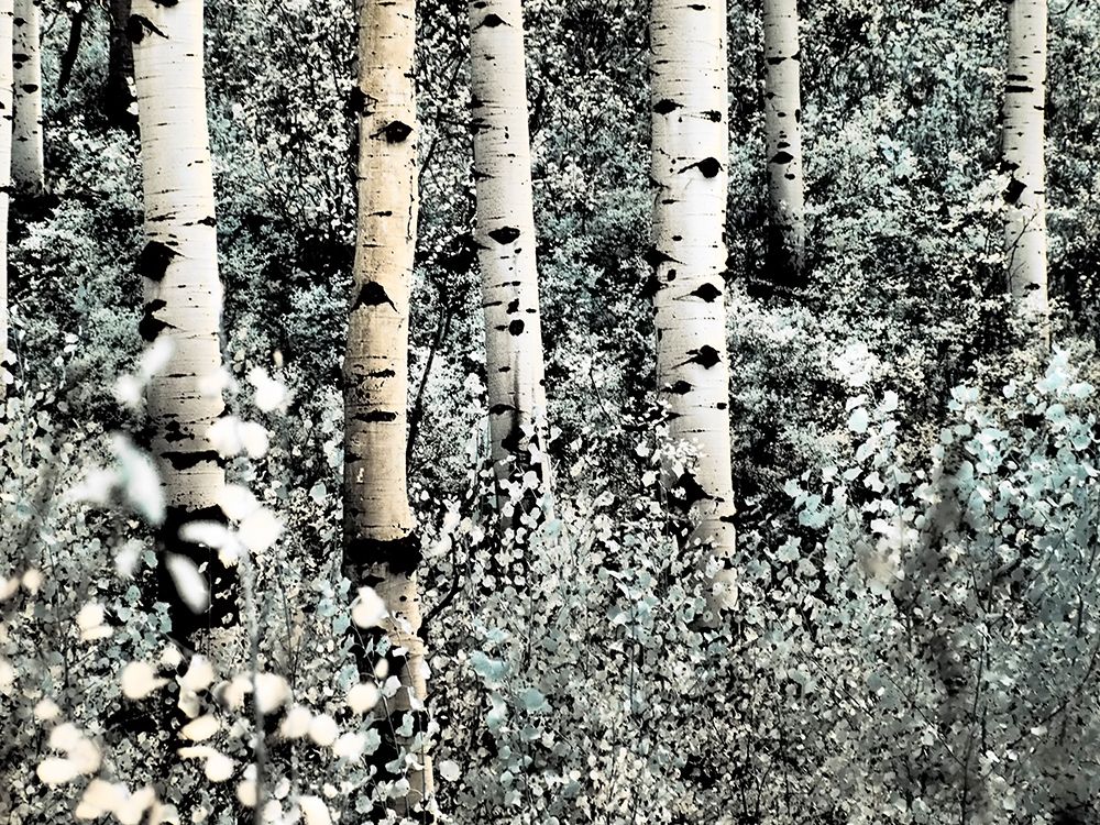 USA-Colorado Infrared of Aspens along the Kebler Pass art print by Terry Eggers for $57.95 CAD