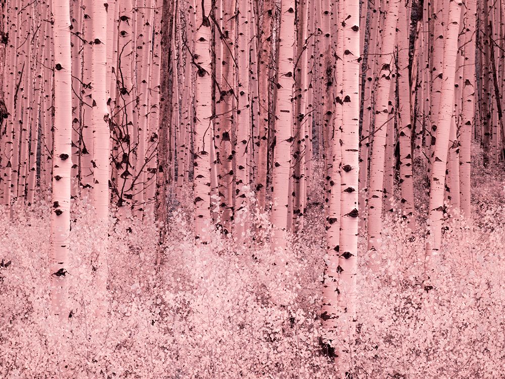 USA-Colorado Infrared of Aspens along the Kebler Pass art print by Terry Eggers for $57.95 CAD