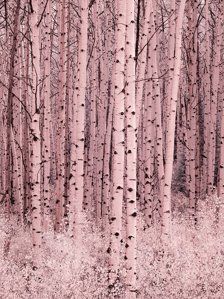USA-Colorado Infrared of Aspens along the Kebler Pass art print by Terry Eggers for $57.95 CAD