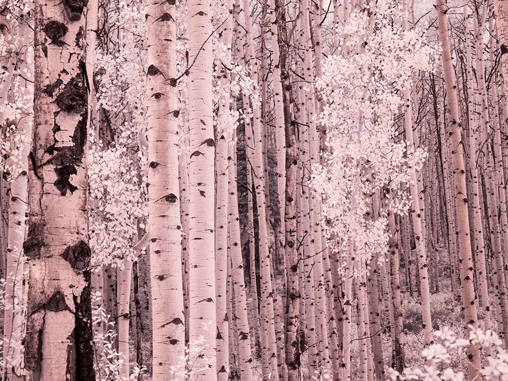 USA-Colorado Infrared of Aspens along the Kebler Pass art print by Terry Eggers for $57.95 CAD