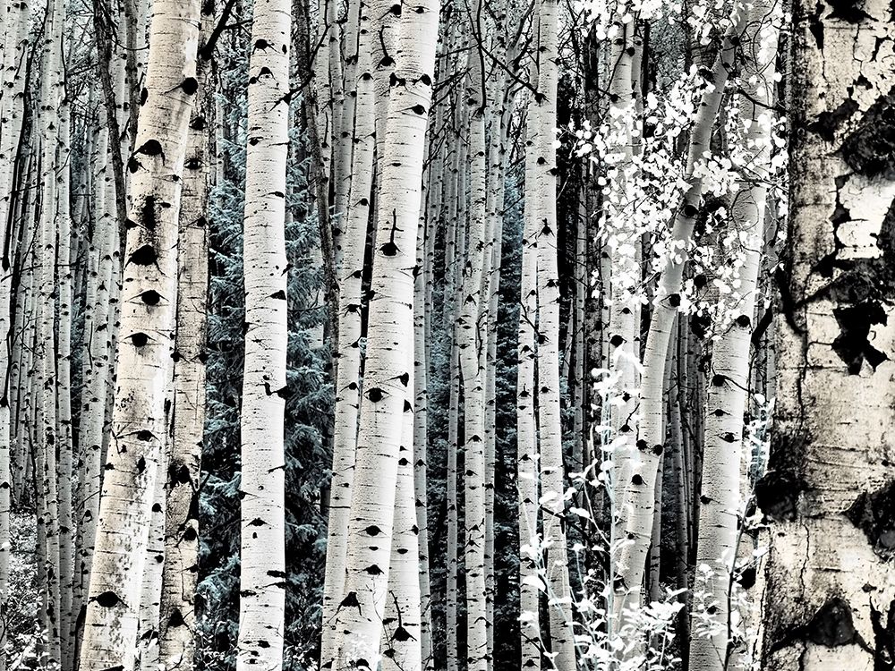 USA-Colorado Infrared of Aspens along the Kebler Pass art print by Terry Eggers for $57.95 CAD