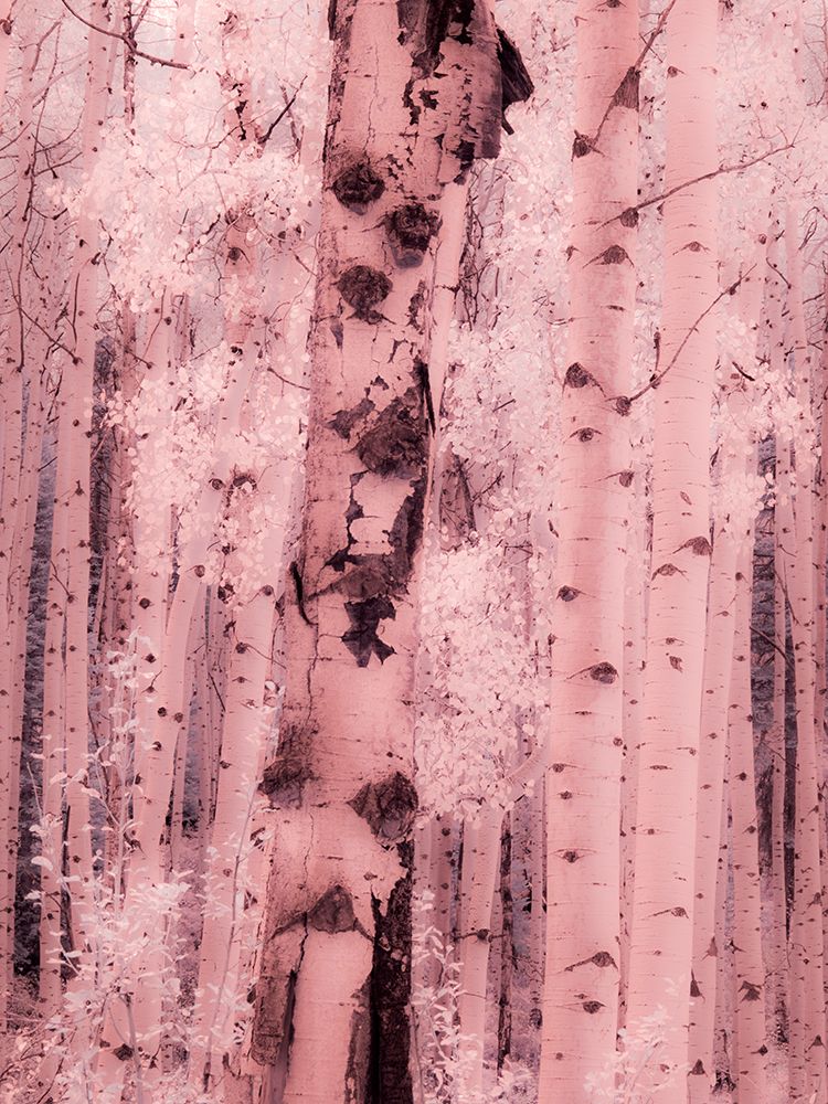 USA-Colorado Infrared of Aspens along the Kebler Pass art print by Terry Eggers for $57.95 CAD