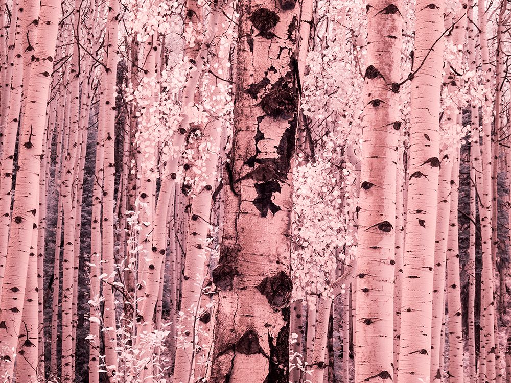 USA-Colorado Infrared of Aspens along the Kebler Pass art print by Terry Eggers for $57.95 CAD